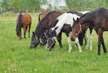 Naklejka na ściany i meble Horses on a farm in a spring meadow
