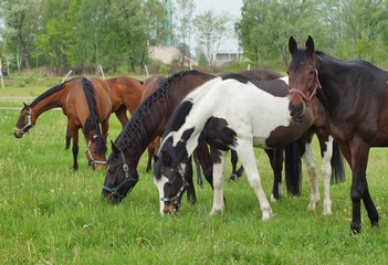 Fototapeta premium Horses on a farm in a spring meadow