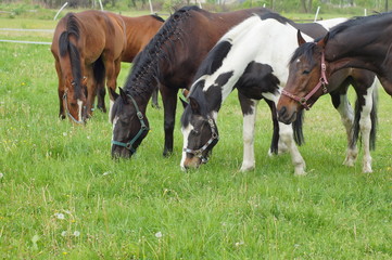 Naklejka na ściany i meble Horses on a farm in a spring meadow