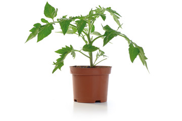 Tomato Seedling Potted Plant