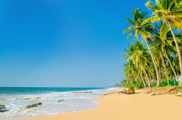 Exotic sandy beach with high palm trees - 84407622