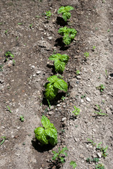 Basil plants, cultivated artisan