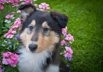 Beautiful Collie Puppy