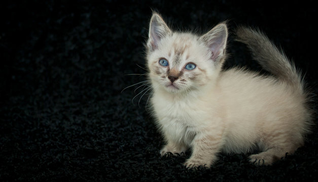 Munchkin Kitten