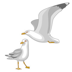 Obraz premium Flying and Walking Seagulls