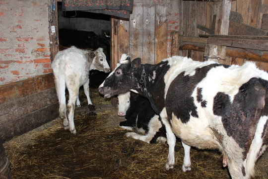 cows in the shed