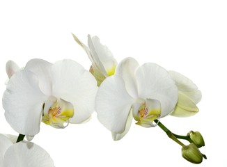 Fototapeta na wymiar Beautiful white Orchid isolated on white background