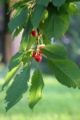 Wiśnie - owoce wiśni © agatop