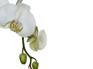Naklejka na ściany i meble Beautiful white Orchid isolated on white background