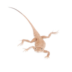 Secret Toad-Headed Agama on white