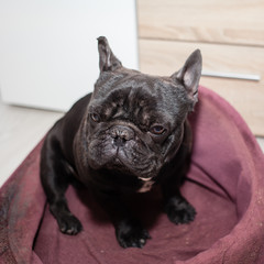 Fototapeta na wymiar tired french bulldog
