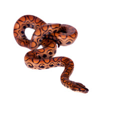 The rainbow boa or slender boa on white