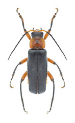Beetle Cantharis rustica