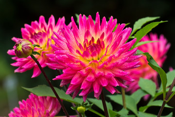 Nahaufnahme den bl&uuml;henden Dahlien