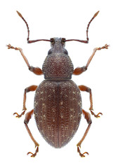 Beetle Otiorhynchus pilosus