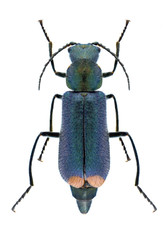 Beetle Malachius bipustulatus