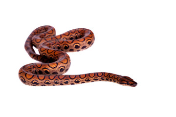 The rainbow boa or slender boa on white