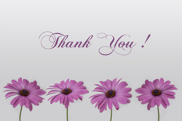 Thank you  - pink flowers isolated on white