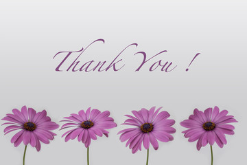 Thank you  - pink flowers isolated on white