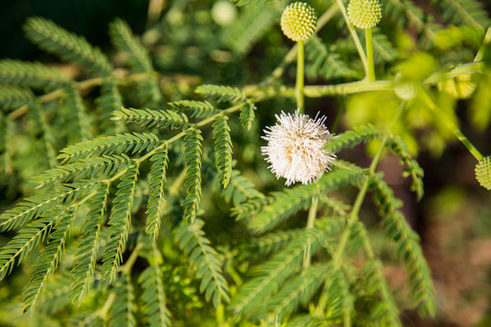 White Popinac is a flower.