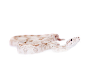 The common boa on white background
