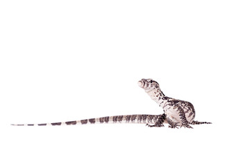 Timor Monitor Lizard, Varanus timorensis, on white
