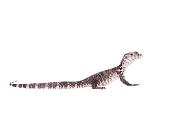Timor Monitor Lizard, Varanus timorensis, on white