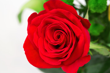 rose flower on a white background soft selective focus