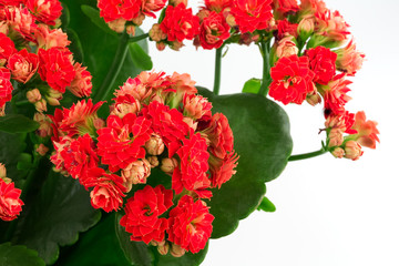 Kalanchoe flowers  background gift card retro old selective soft focus