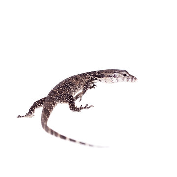 Timor Monitor Lizard, Varanus timorensis, on white
