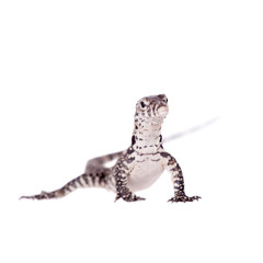 Timor Monitor Lizard, Varanus timorensis, on white