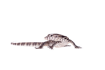 Timor Monitor Lizard, Varanus timorensis, on white