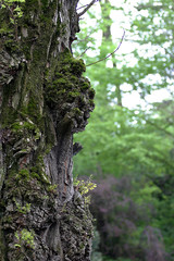 Leśny mech © agatop