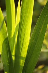 Liście mieczyków - Gladiole © agatop