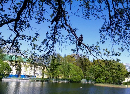 Birds on the tree