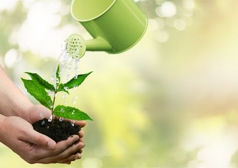 Watering Can, Watering, Growth. © BillionPhotos.com