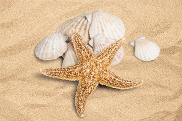 Fototapeta na wymiar Shell, Starfish, Summer.