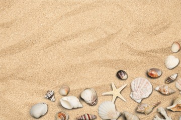 Fototapeta na wymiar Shell, Beach, Sand.