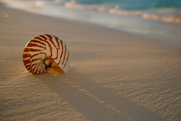 nautilus sea shell on golden sand beach in  soft sunset light