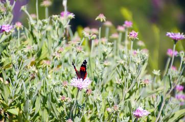 Fototapeta premium butterfly among field of little flowers