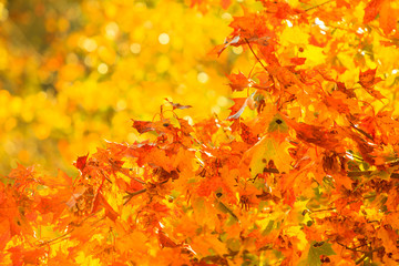 autumn leaves fall trees nature background