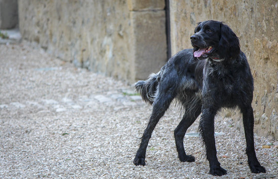 black dog 