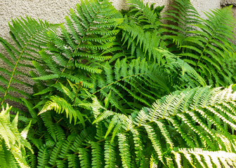 Fern leaves