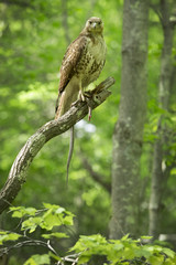 Red tail hawk with garter snake in a tree, Connecticut.