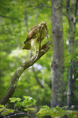 Naklejka na ściany i meble Red tail hawk with garter snake in its beak, Connecticut.