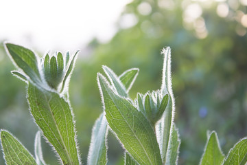 Green leaves in the spring