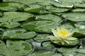 Crédence de cuisine en verre imprimé Nénuphars Yellow Water Lily after rain