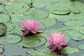 Pair of Pink Water Lilies with rain drops