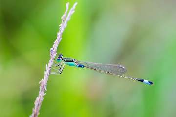 Portrait of damselfly - Blue Sprite