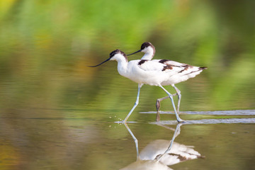 Pied Avocet walking in water